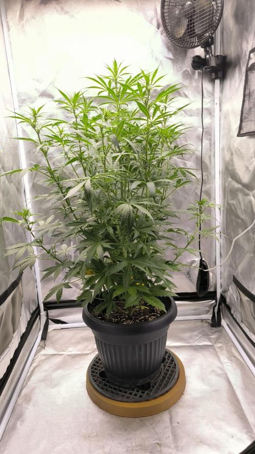 Auto night Queen. Week 5