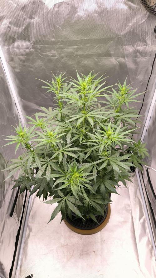 Auto night Queen. Week 5