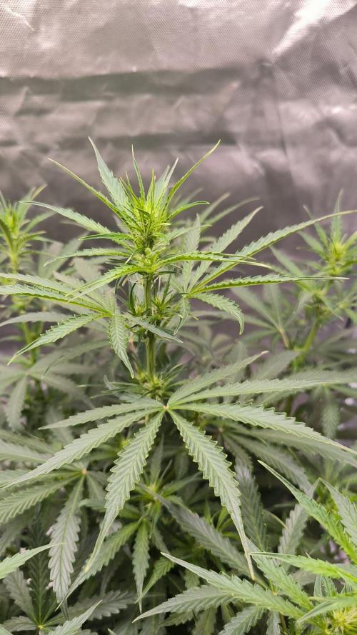Auto night Queen. Week 5