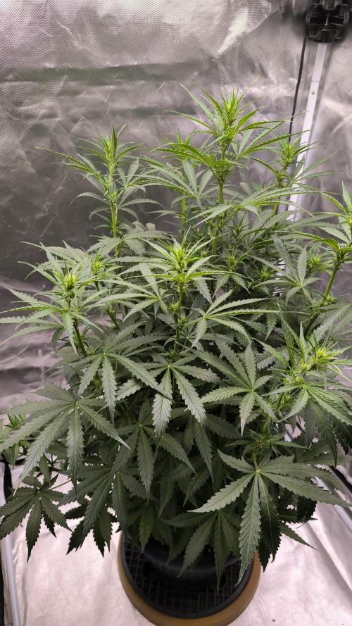 Auto night Queen. Week 5