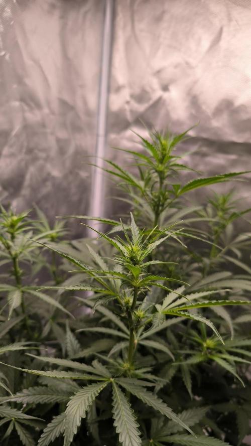Auto night Queen. Week 5