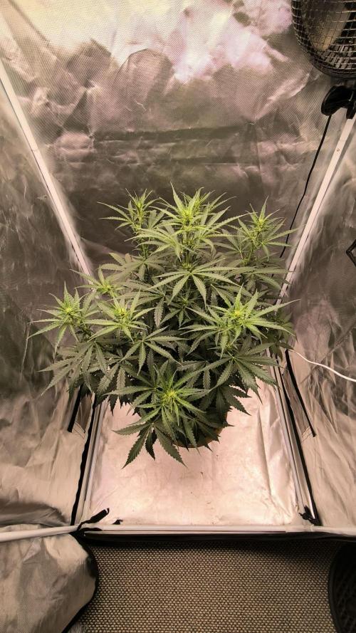 Auto night Queen. Week 5