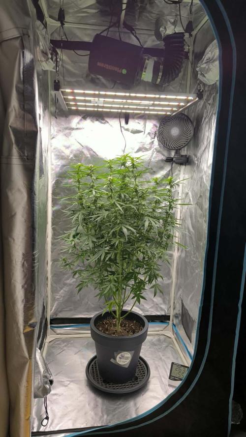 Auto Sweet Bourbon  kush. Week 6