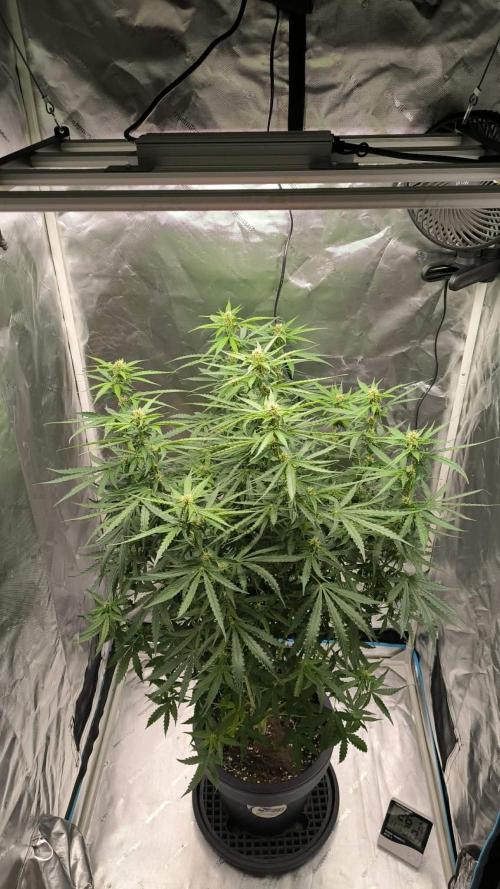 Auto Sweet Bourbon  kush. Week 6