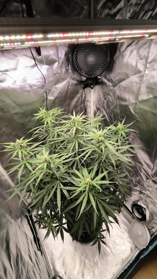 Auto Sweet Bourbon  kush. Week 6