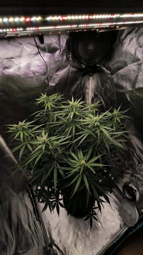 Super Sativa Seed Club - Auto Sweet Bourbon Kush door Havlikovic