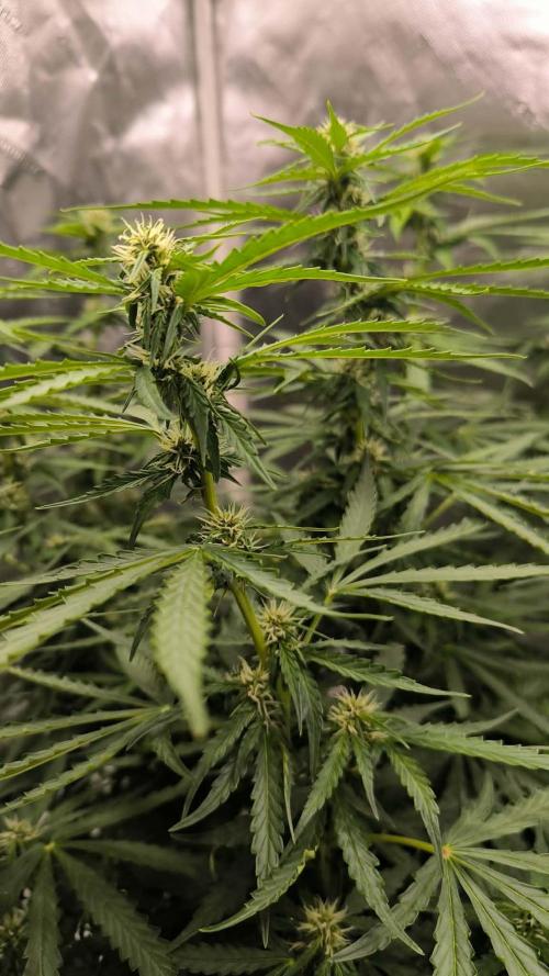 Auto Sweet Bourbon  kush. Week 6