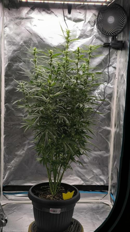 Auto night Queen. Week 6