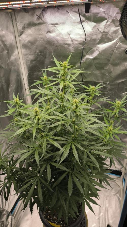 Auto night Queen. Week 6