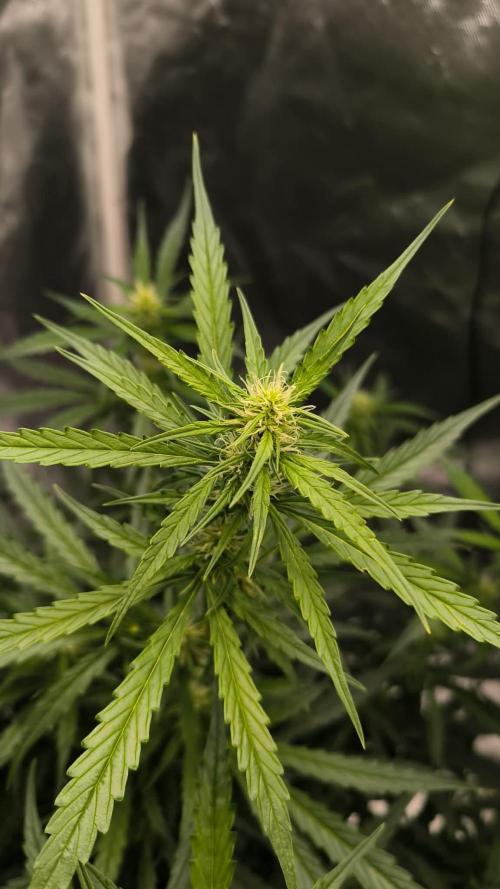 Auto night Queen. Week 6