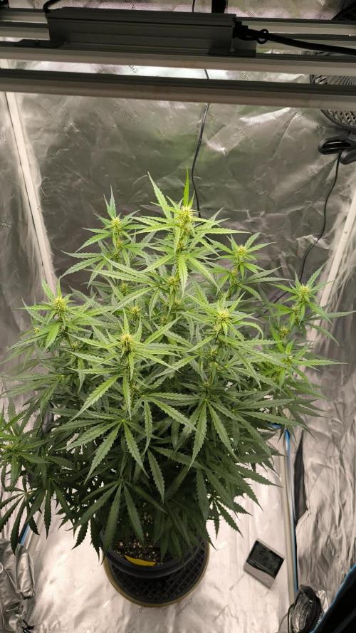Auto night Queen. Week 6