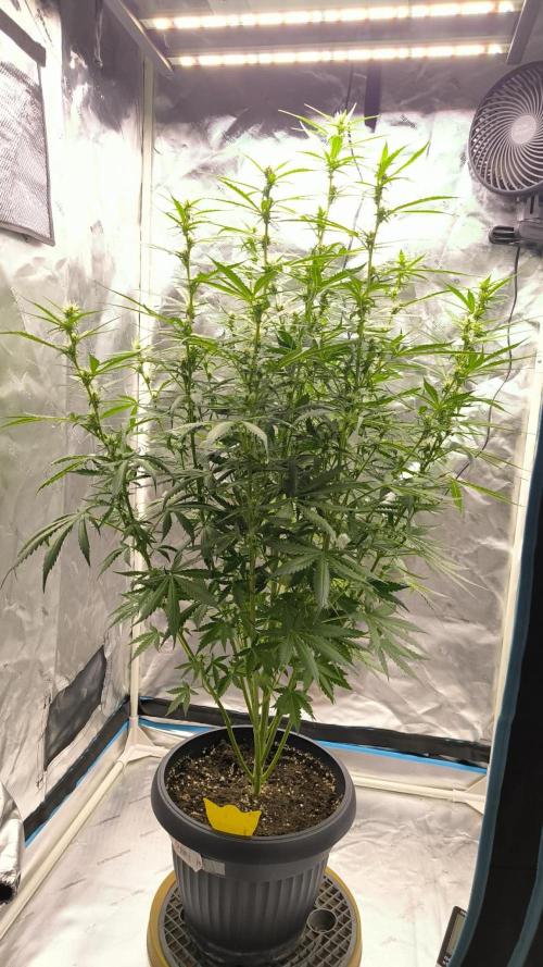 Auto night Queen. Week 6