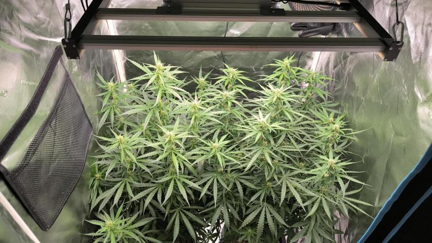 Auto night Queen. Week 6