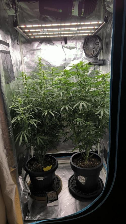 Auto Night Queen. Week 6