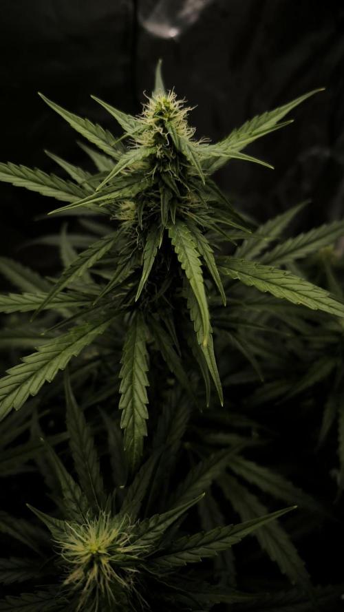 Auto night Queen. Week 7