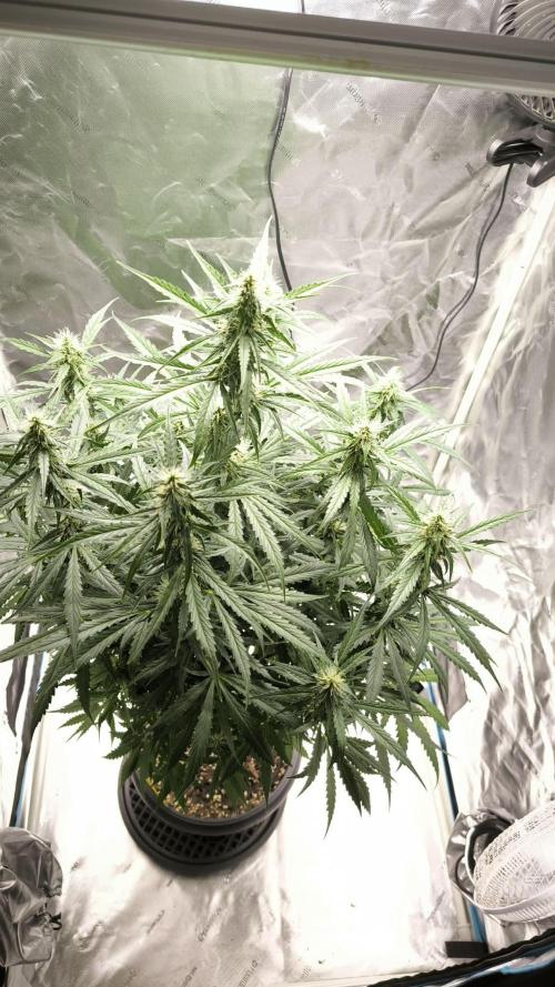 Auto night Queen. Week 7