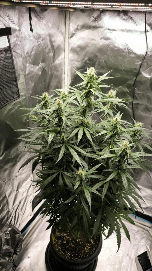 Auto night Queen. Week 7