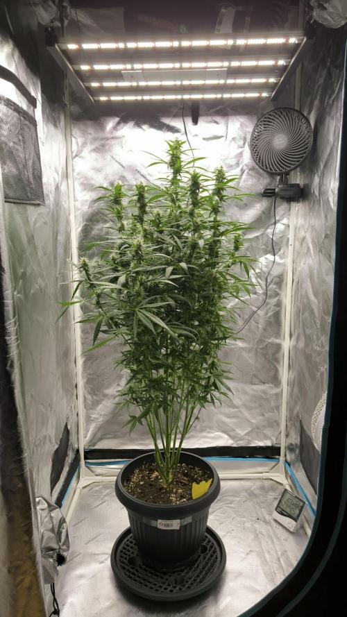 Auto night Queen. Week 7