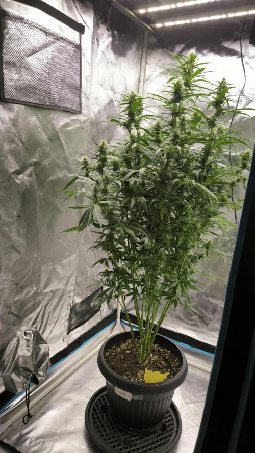 Auto night Queen. Week 7