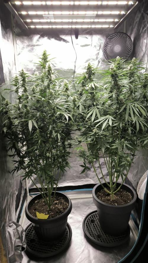 Auto Night Queen. Week 7