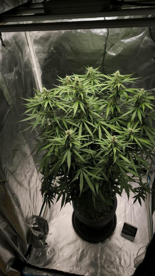 Auto Sweet Bourbon  kush. Week 7