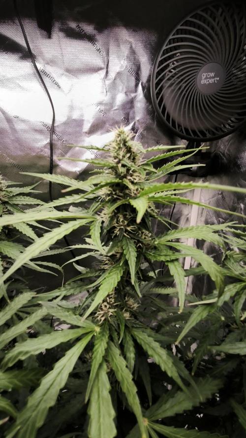 Auto Sweet Bourbon  kush. Week 7