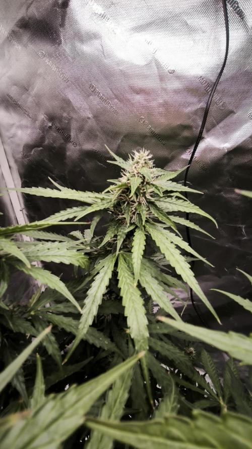 Auto Sweet Bourbon  kush. Week 7