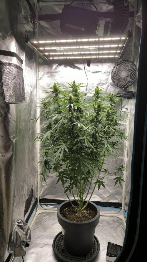 Auto Sweet Bourbon  kush. Week 7