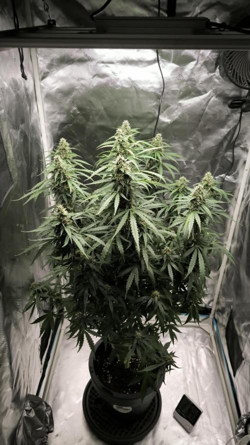 Auto Sweet Bourbon  kush. Week 8