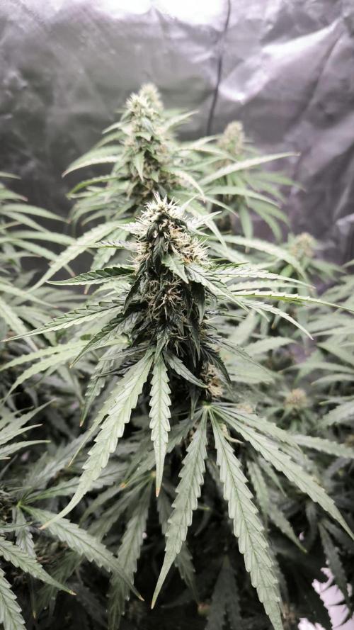 Auto Sweet Bourbon  kush. Week 8