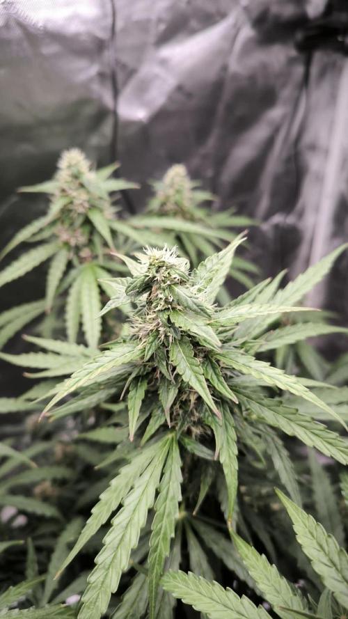 Auto Sweet Bourbon  kush. Week 8