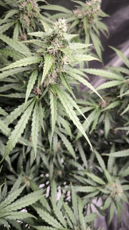 Auto Sweet Bourbon  kush. Week 8