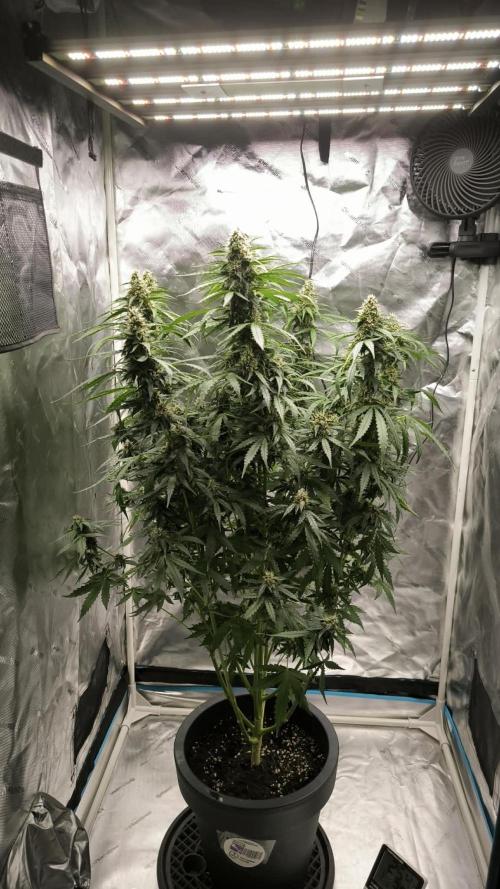 Auto Sweet Bourbon  kush. Week 8