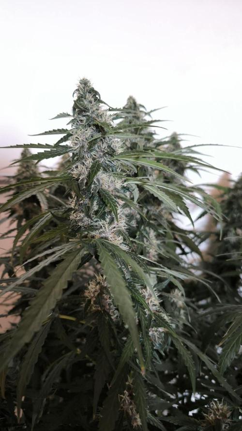 Auto Sweet Bourbon  kush. Week 8