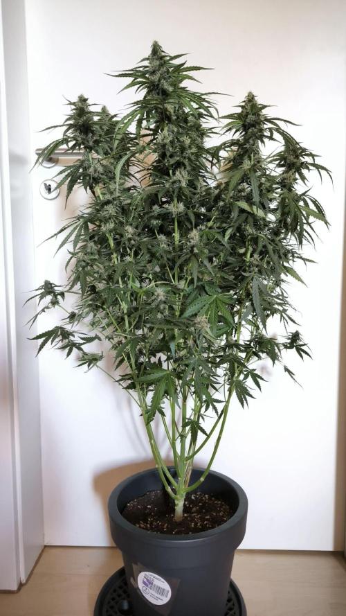 Auto Sweet Bourbon  kush. Week 8