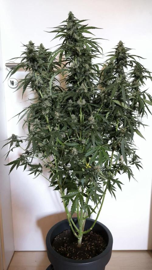 Auto Sweet Bourbon  kush. Week 8