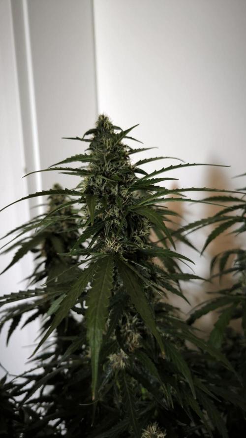 Auto Sweet Bourbon  kush. Week 8
