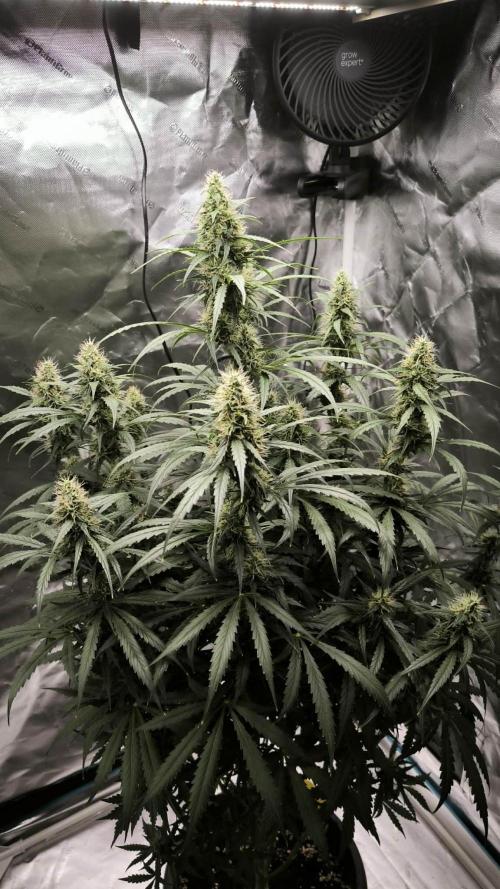 Auto night Queen. Week 8