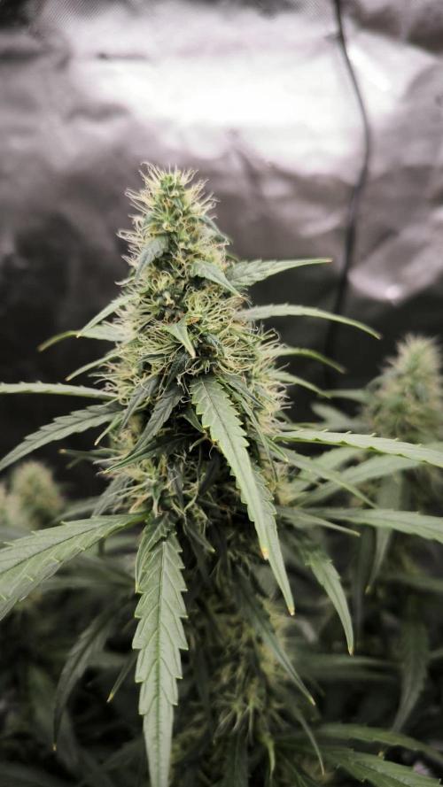Auto night Queen. Week 8
