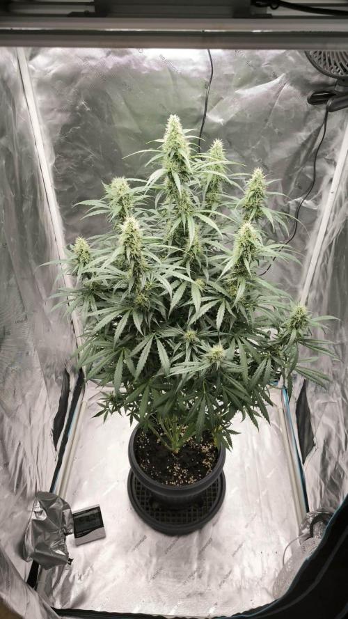 Auto night Queen. Week 8