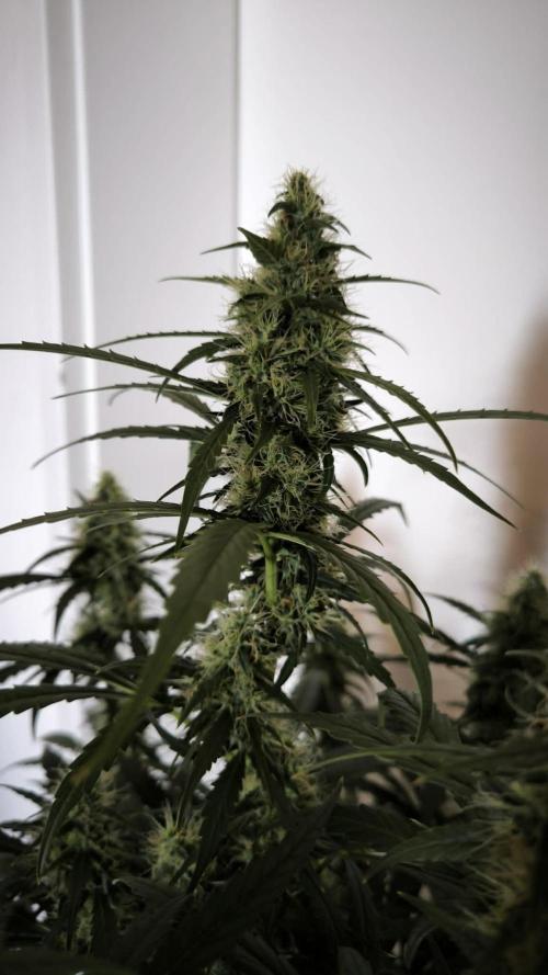 Auto night Queen. Week 8