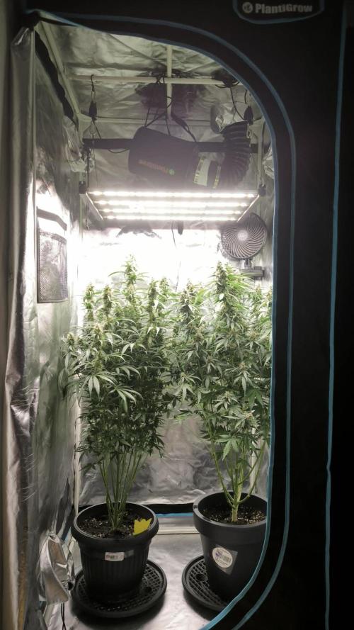 Auto night Queen. Week 8