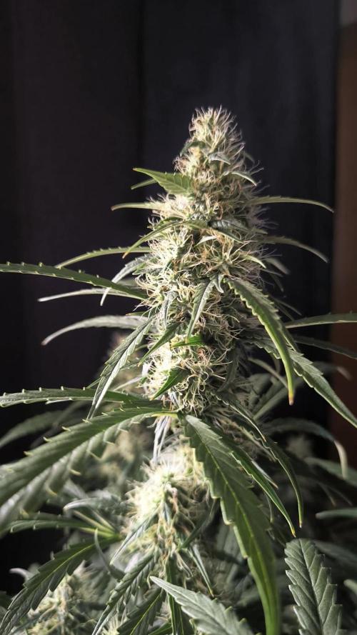 Auto night Queen. Week 8