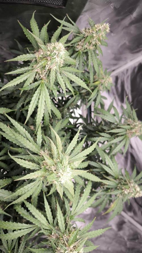 Auto Sweet Bourbon  kush. Week 9