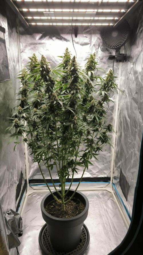 Auto Sweet Bourbon  kush. Week 9