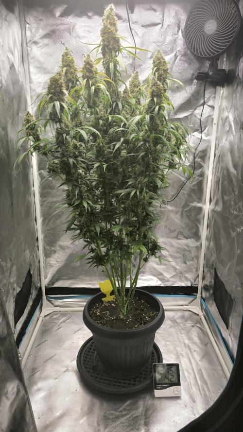 Auto night Queen. Week 9