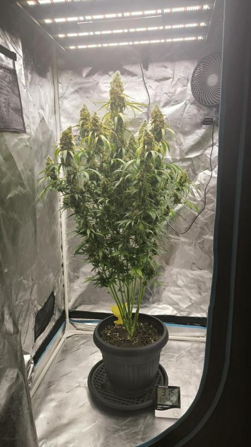 Auto night Queen. Week 9