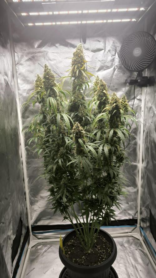 Auto night Queen. Week 9