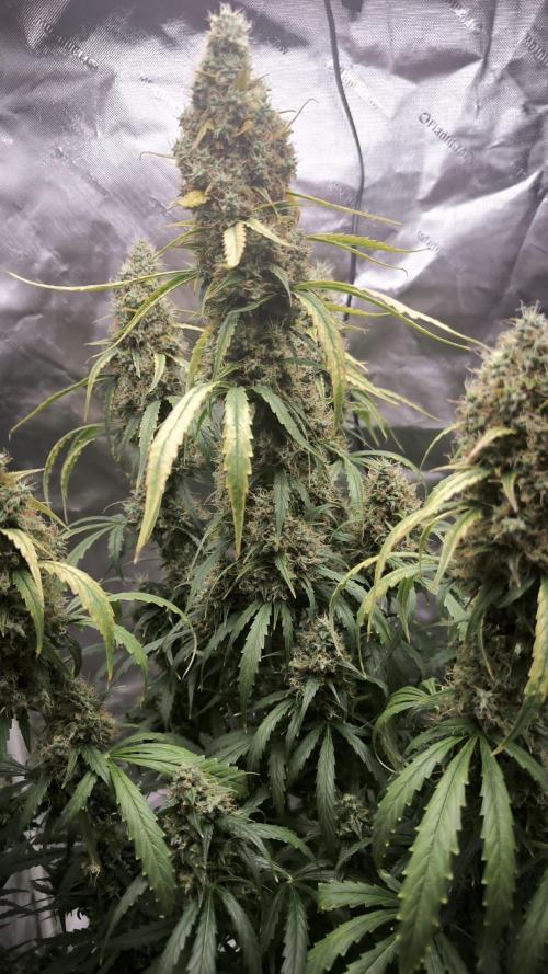Auto night Queen. Week 9