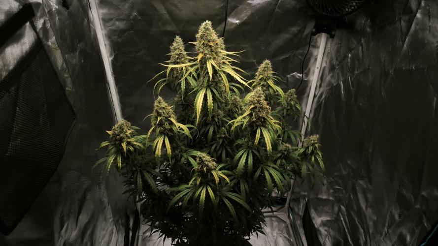 Auto night Queen. Week 9